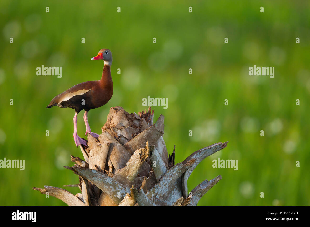 Rospo sibilo Duck sulla palma cavolfiore, Dendrocygna autumnalis, Viera zone umide, Florida Foto Stock