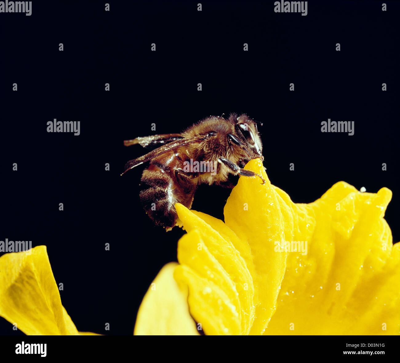 HONEYBEE O BEE HIVE (Apis mellifera) Foto Stock