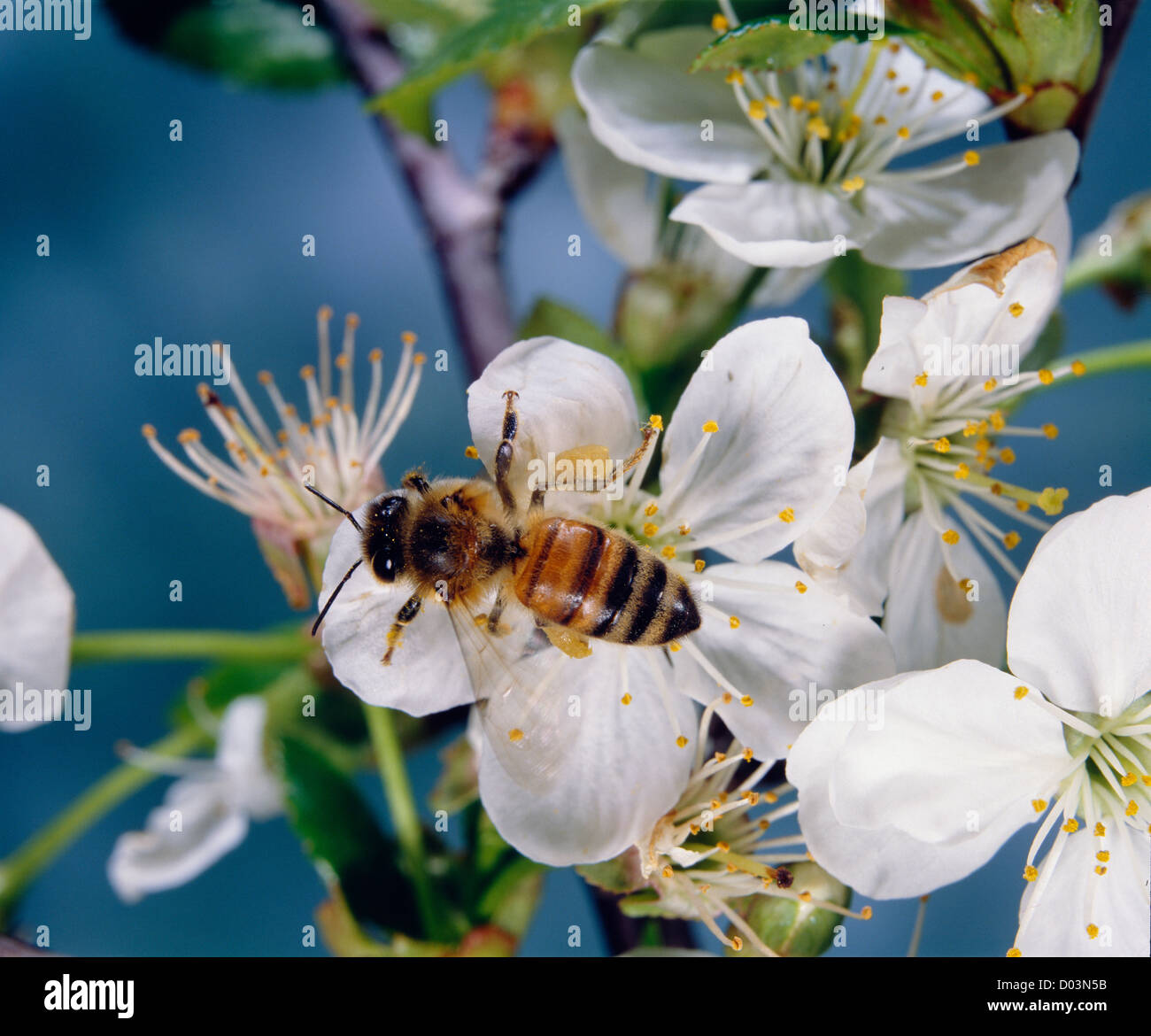 Il miele delle api (Apis mellifera) sul fiore di ciliegio. Femmina sterile lavoratore con il polline cesto su HIND TIBIA. Foto Stock