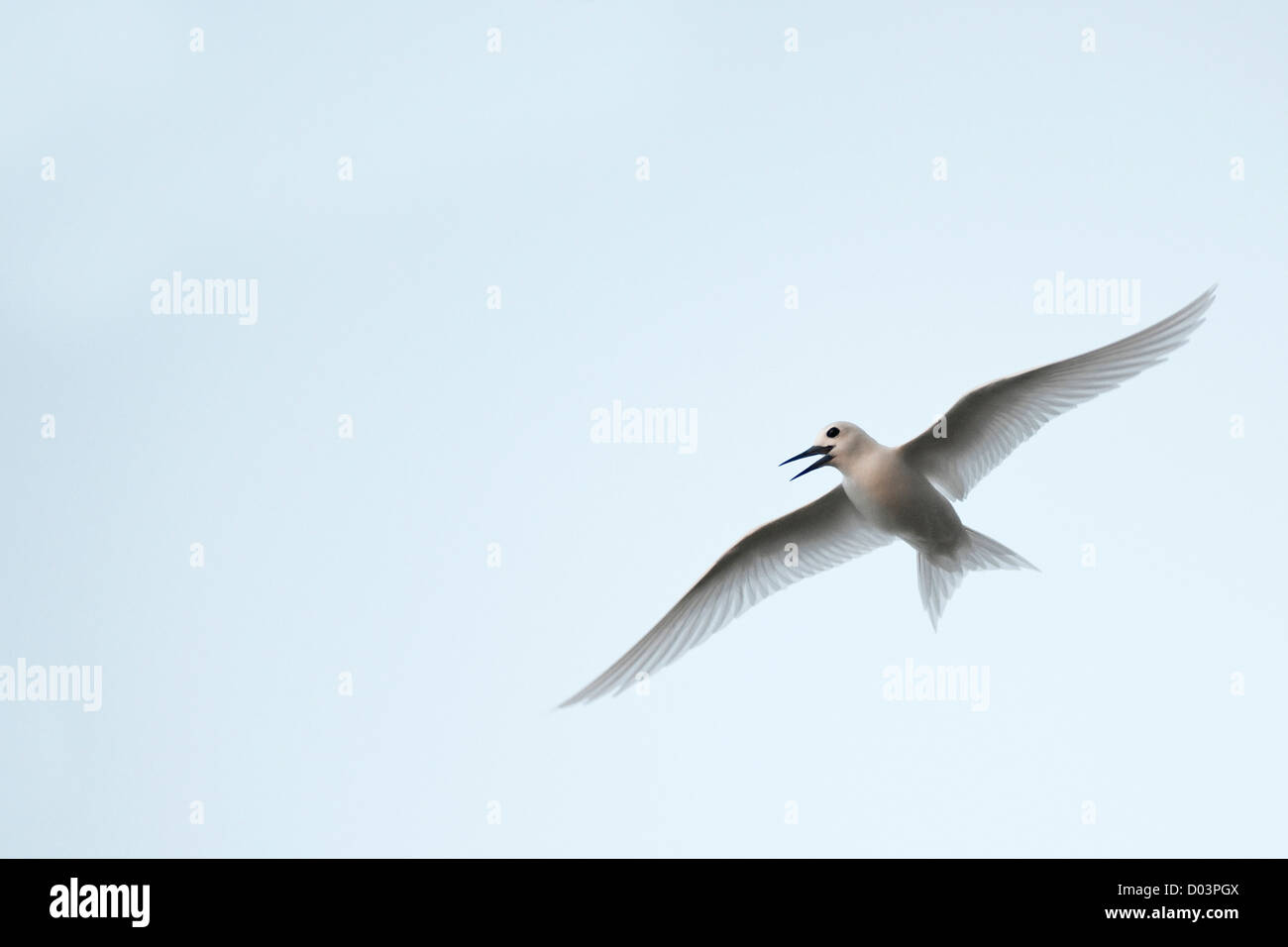 Bianco (Tern Gygis alba rothschildi) in volo Foto Stock