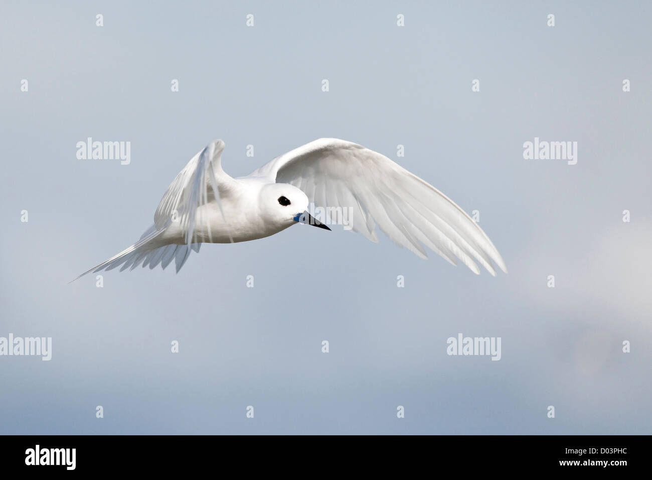 Bianco (Tern Gygis alba rothschildi) in volo Foto Stock
