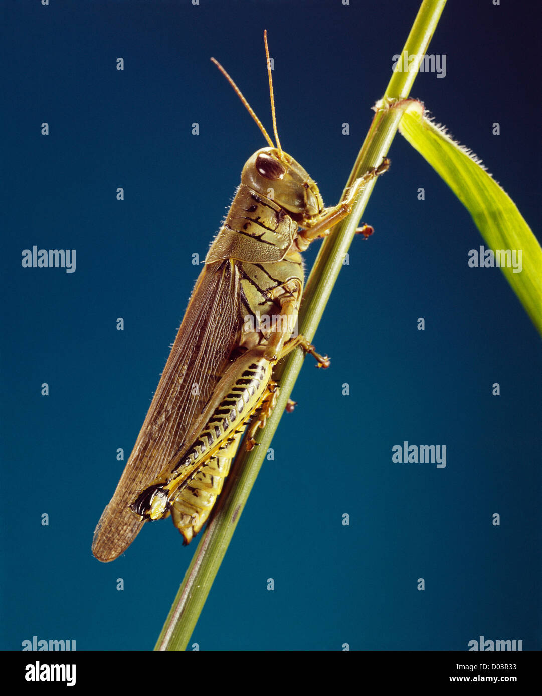 Grasshopper differenziale (melanoplus differentialis) adulto sul mais distruttivo per il mais, frumento e altre erbe Foto Stock