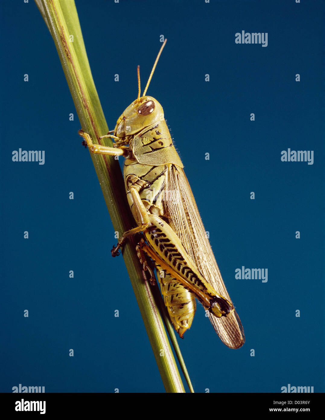 Grasshopper differenziale (melanoplus differentialis) adulto sul mais distruttivo per il mais, frumento e altre erbe Foto Stock