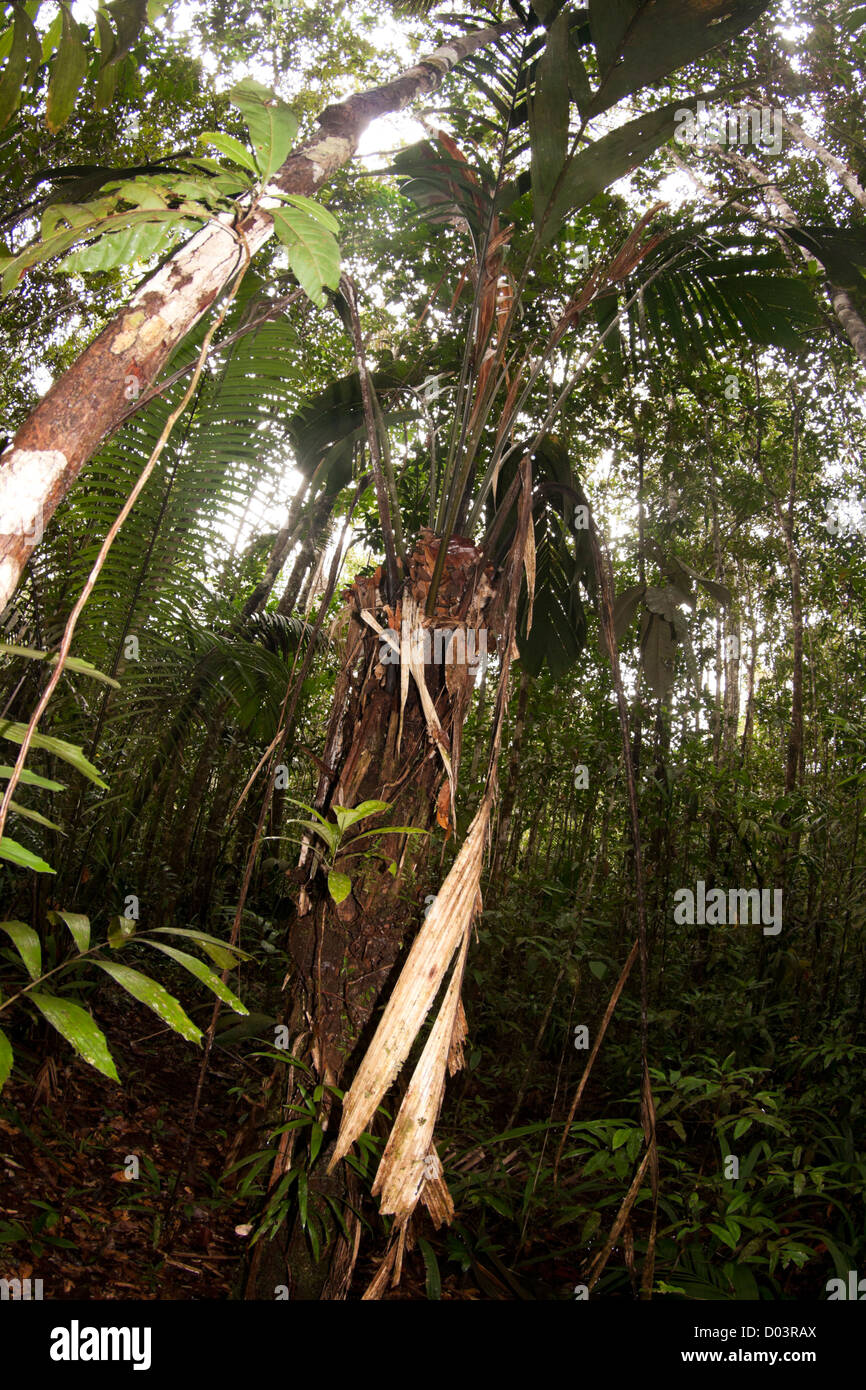 Foresta Amazzonica a Anavilhanas area protetta, Amazonas satate, Brasile del Nord Foto Stock