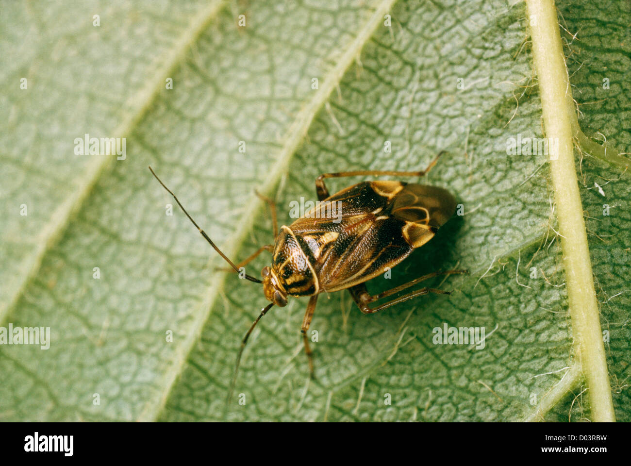 Impianto offuscata bug (Lygus lineolaris) adulto su foglie di piante; distruttivi per pianta coltivata lascia Foto Stock