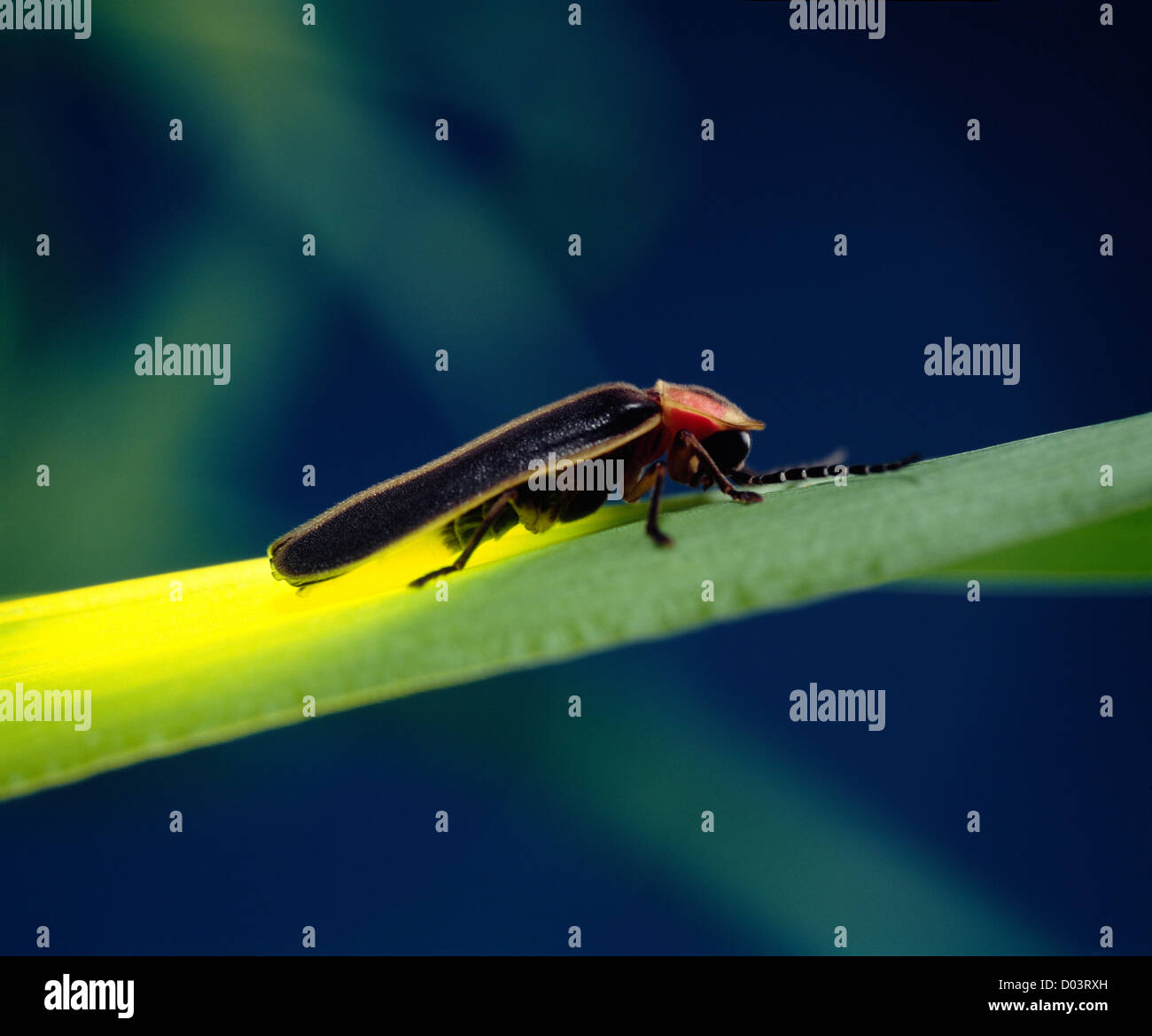 Lightning bug, la lucciola o comuni o orientale (lucciola photinus pyralis) adulto su erba; bioluminescenza; beetle Foto Stock