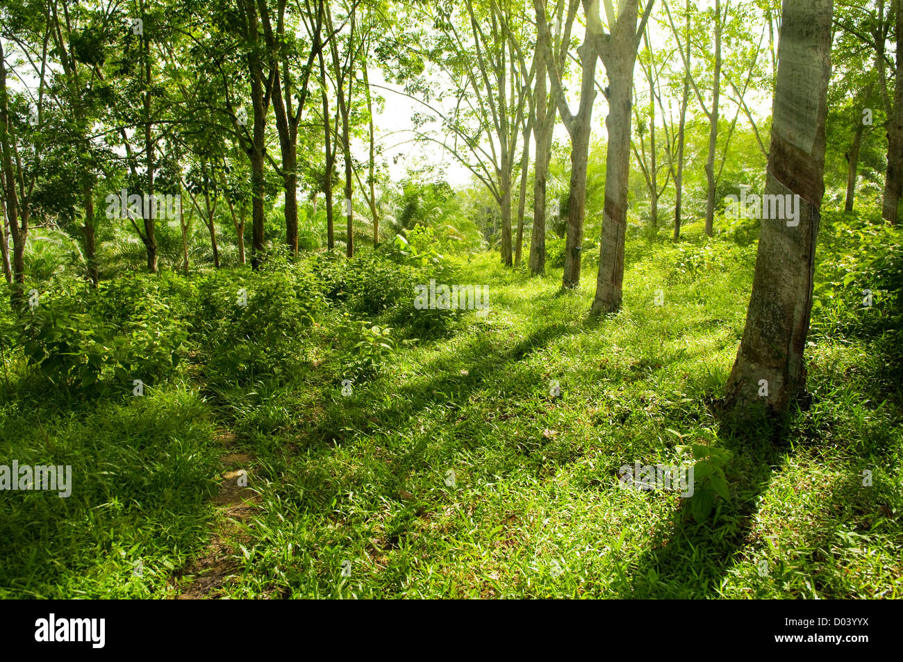 Sunbeam brillare attraverso l'albero della gomma plantation. Foto Stock