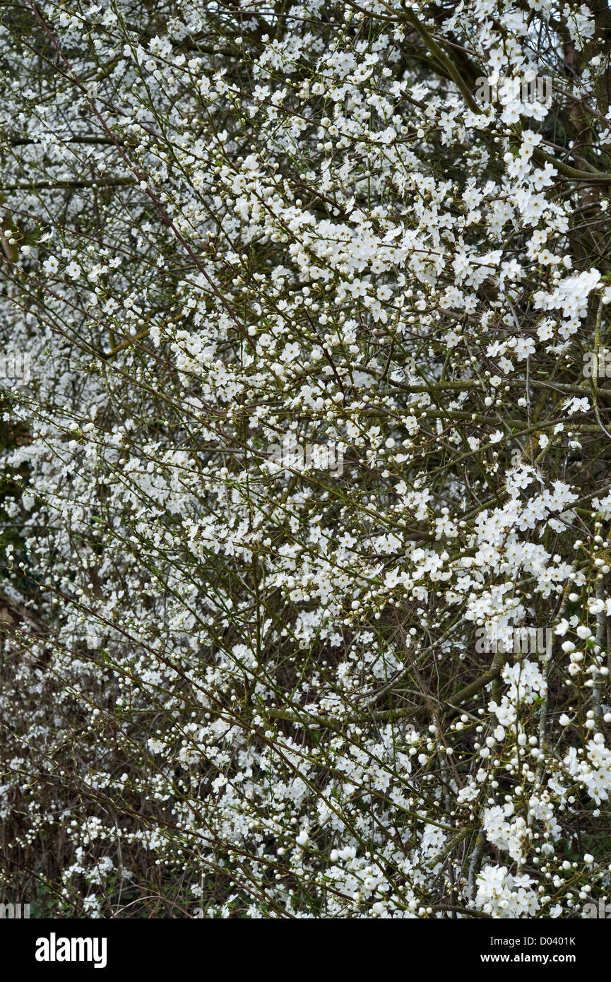Un prugnolo hedge (Prunus spinosa) in piena fioritura in primavera, Herefordshire, Regno Unito Foto Stock