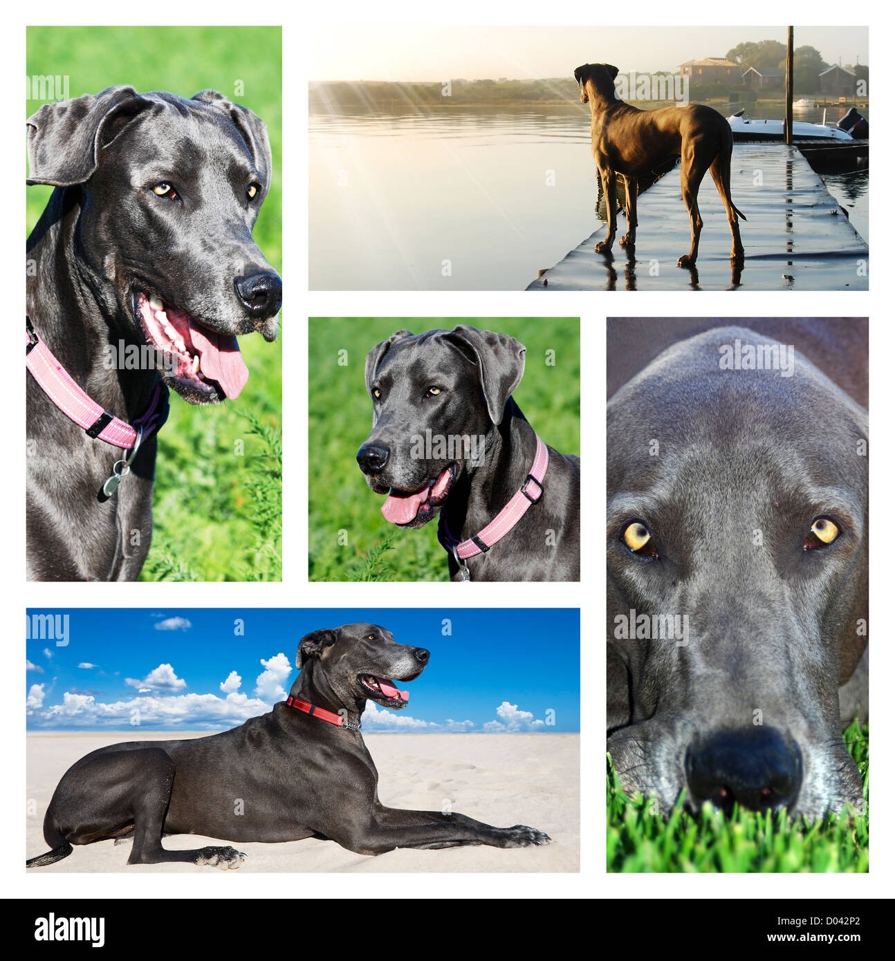 Collage di foto di un alano cane Foto Stock