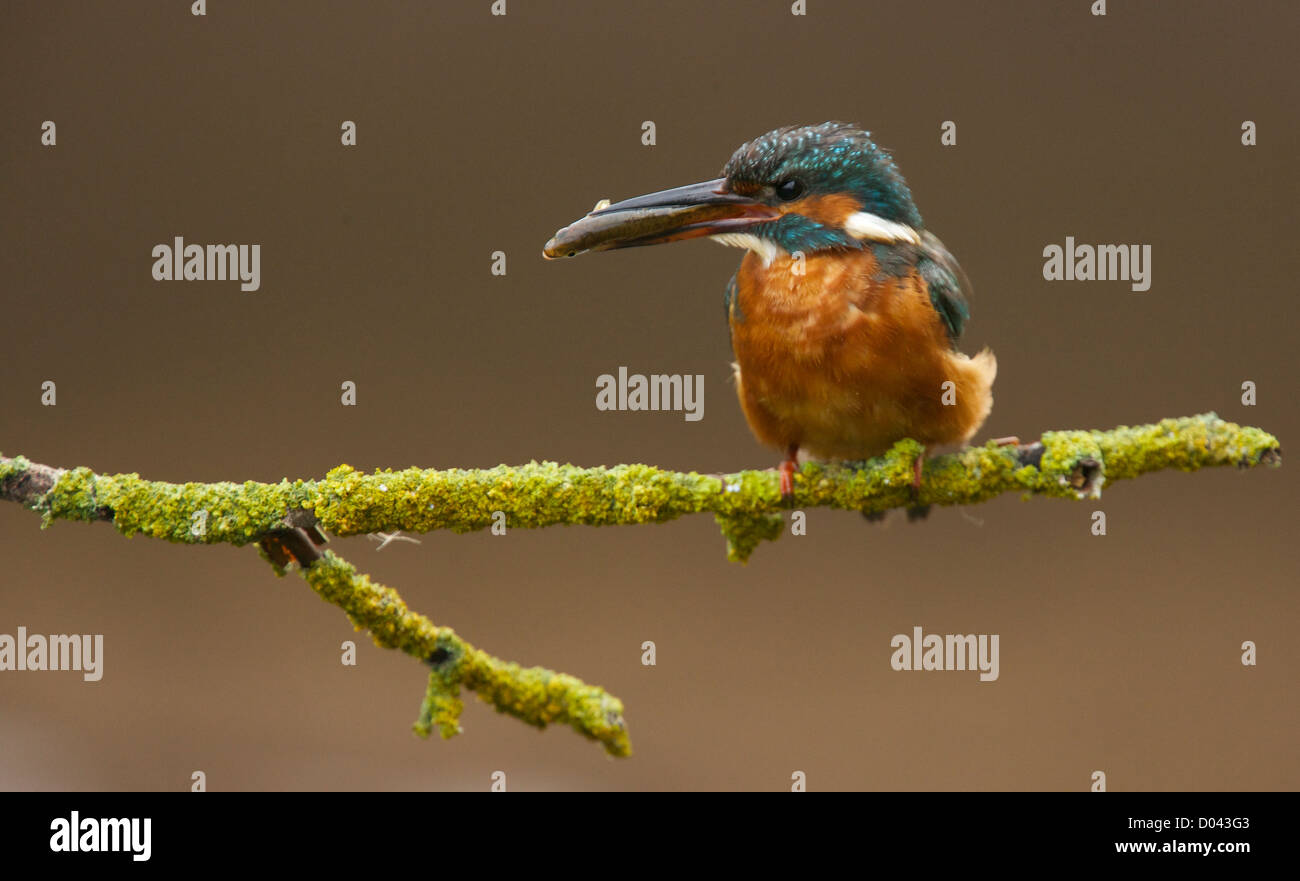 Kingfisher nel suo ambiente naturale sulla riva del fiume Foto Stock