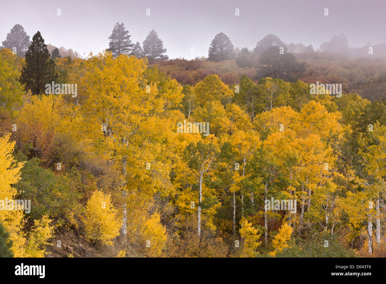 Vacilla Aspen, Populus tremuloides, Bosco in autunno, La Sal Mountains, vicino a Moab, sud-est dello Utah, Stati Uniti d'America Foto Stock