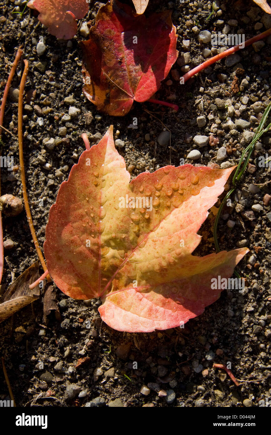 Foglia sul terreno Foto Stock