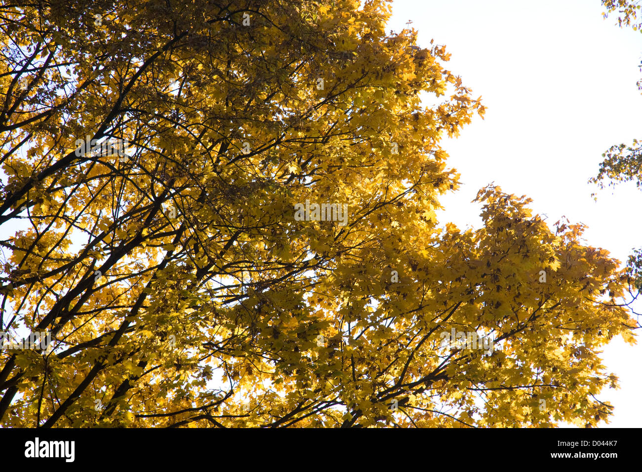 Un autunno acero crown Foto Stock