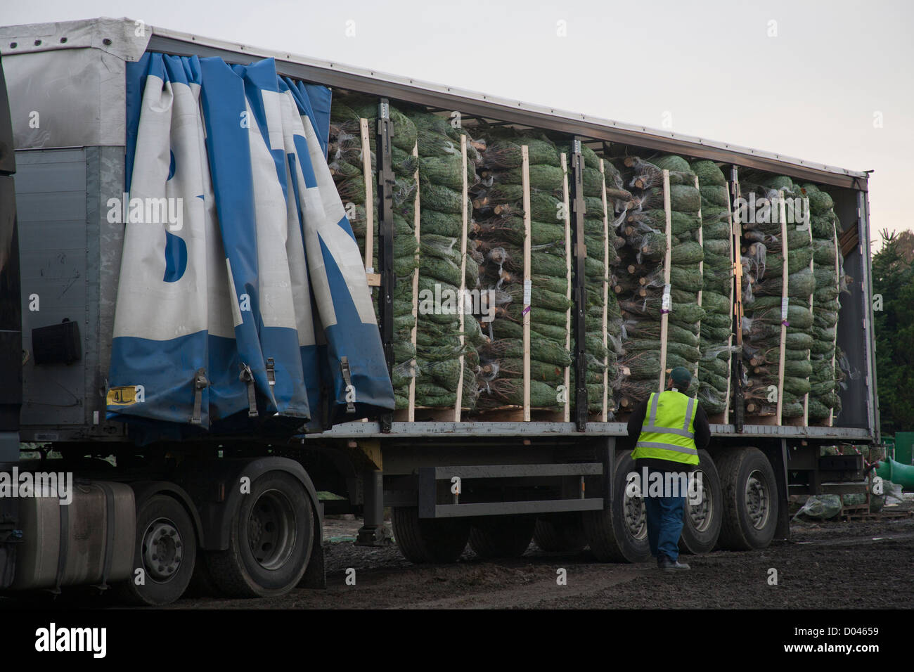 Mezzo di reticolare Nordman Fir Alberi di Natale pronto per lo scarico da un camion in Lancashire Foto Stock