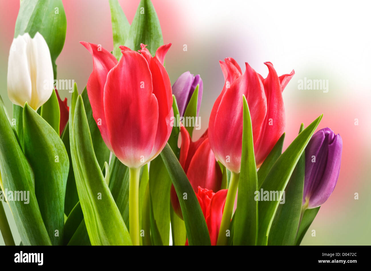 Bianco rosso e viola i tulipani in un campo Foto Stock