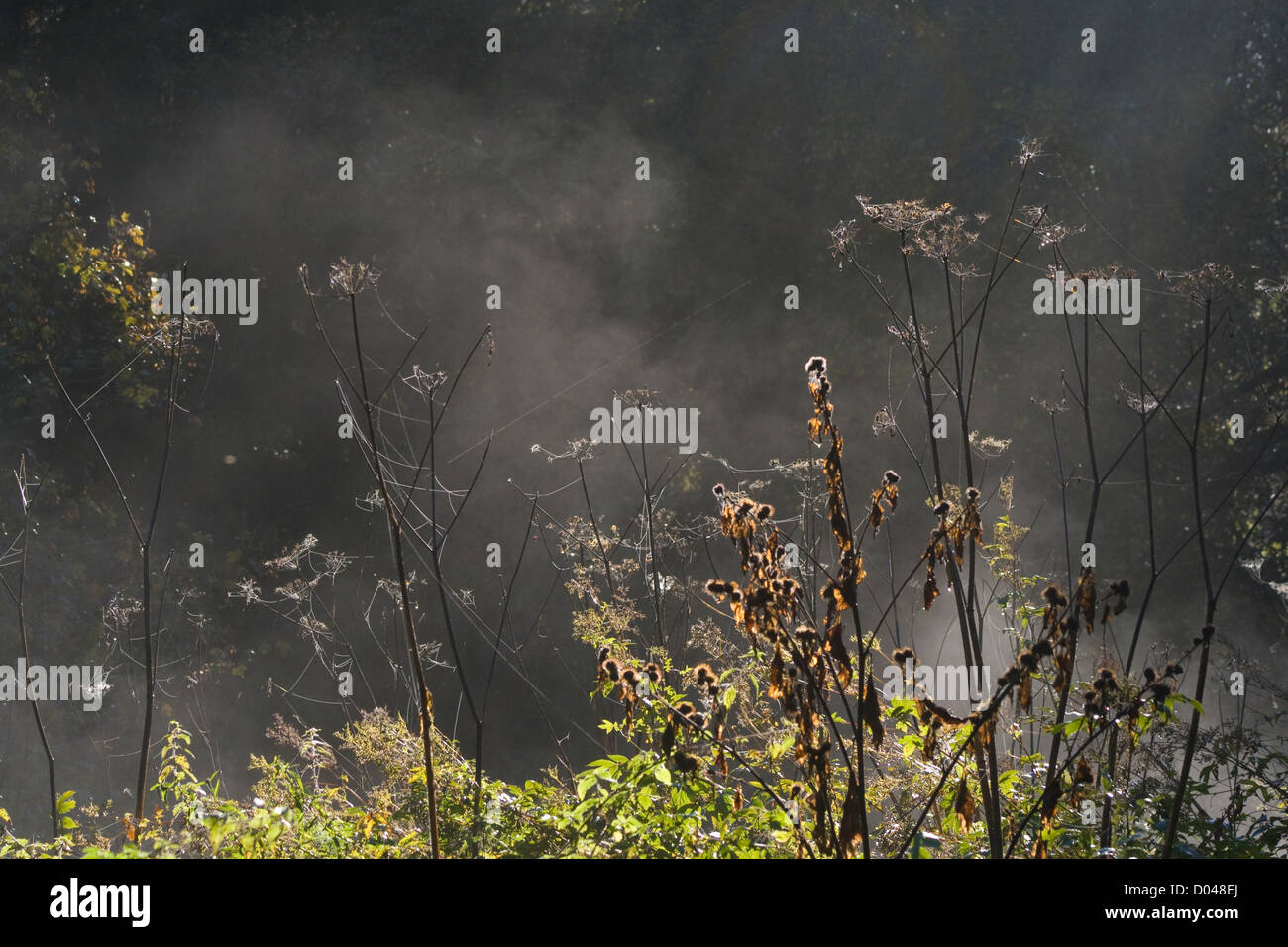 La nebbia che sorge dietro le piante selvatiche su un gelido autunno mattina Foto Stock