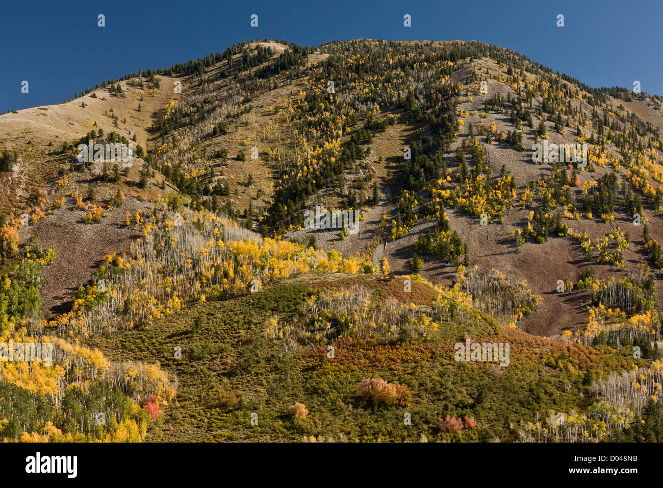 La caduta o l'autunno in Manti La Sal Mountains, con aspens, vicino a Monticello, Utah, Stati Uniti d'America Foto Stock
