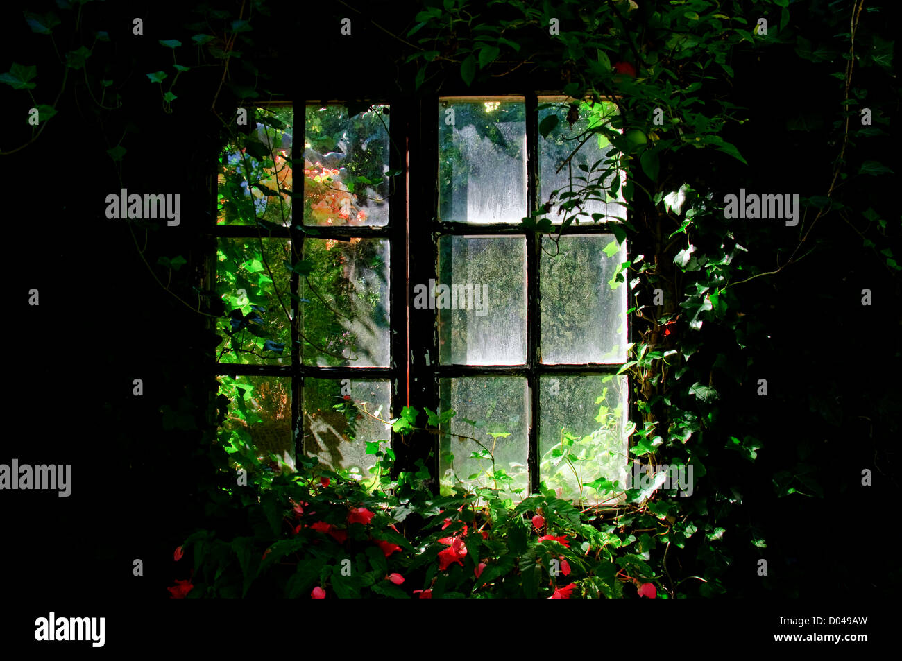Una vecchia finestra ricoperta di edera e di Begonia Foto Stock