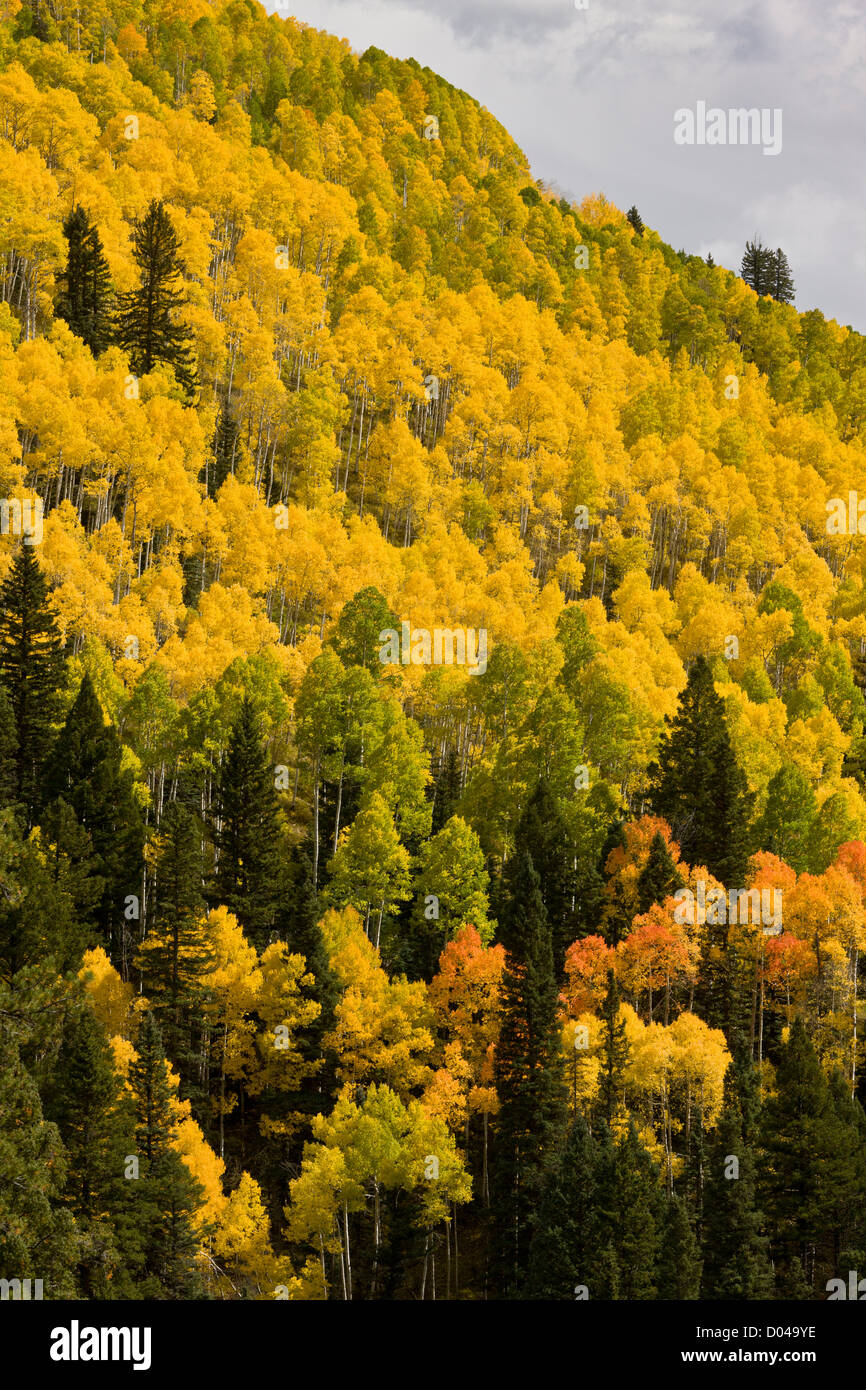Colori autunnali in San Juan Mountains, sopra la valle di Dolores, con aspens (Populus tremuloides) e abete Douglas, Colorado Foto Stock