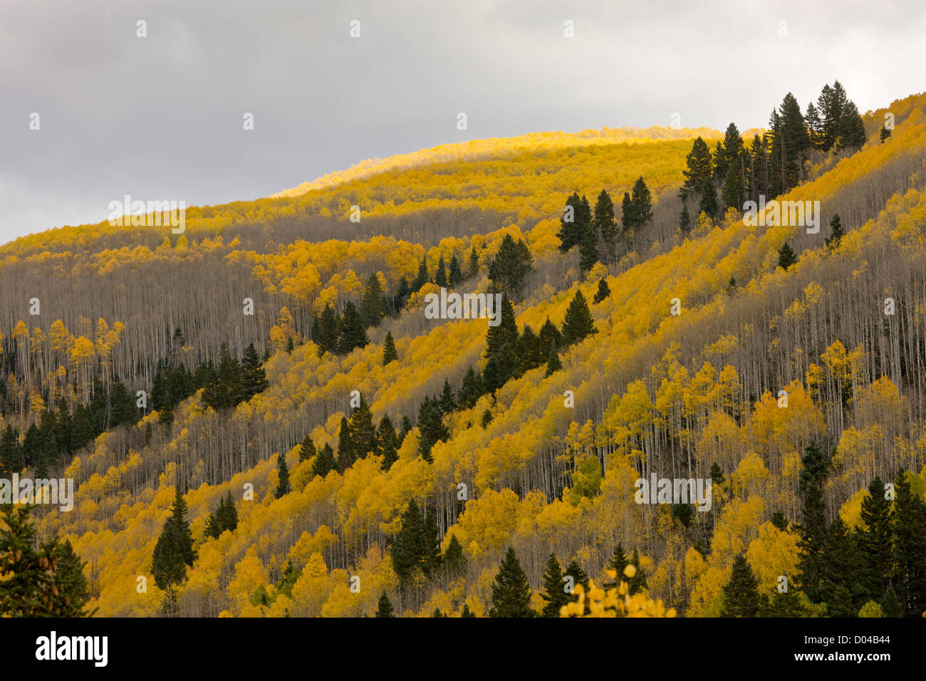 In autunno (caduta) colori, San Juan Mountains, sopra Dolores valle, con aspens (Populus tremuloides) e abete Douglas, Colorado Foto Stock