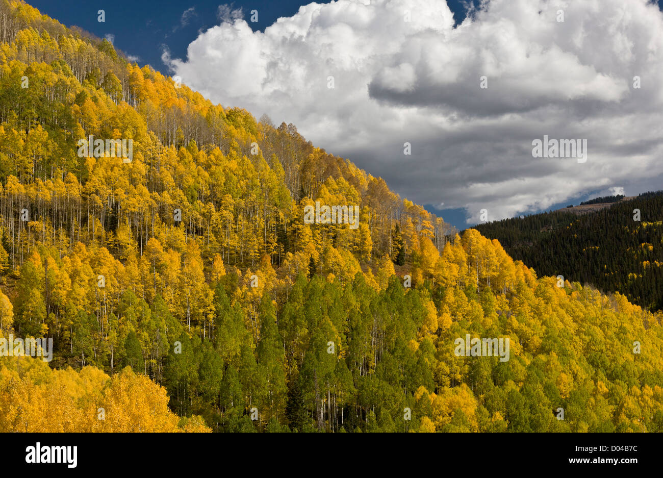 In autunno (caduta) colori in San Juan Mountains, sopra la valle di Dolores, con aspens; a sud-ovest di Colorado, STATI UNITI D'AMERICA Foto Stock