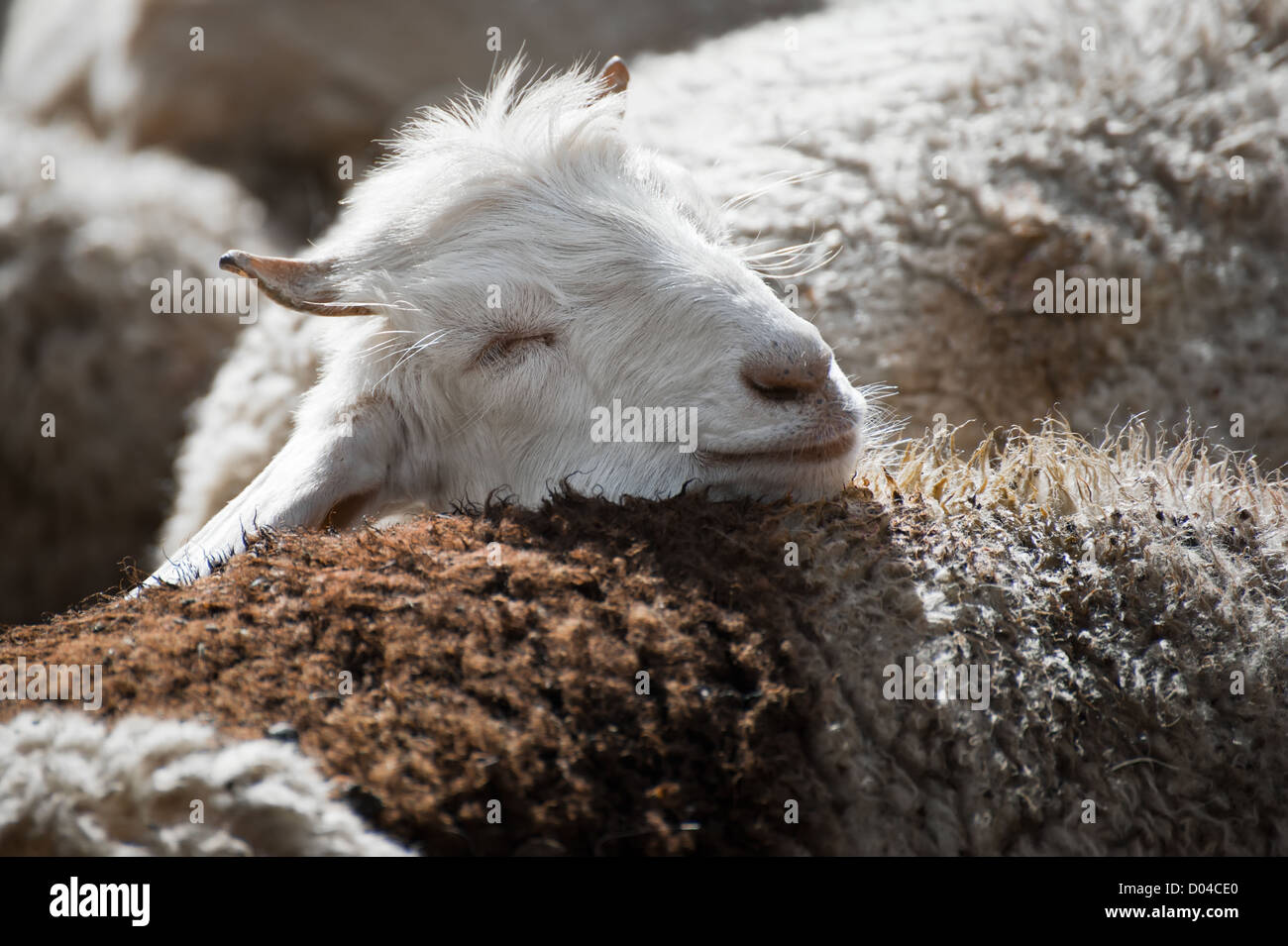 Bianco (Kashmir) pashmina capra da indiano highland farm in Ladakh Foto Stock