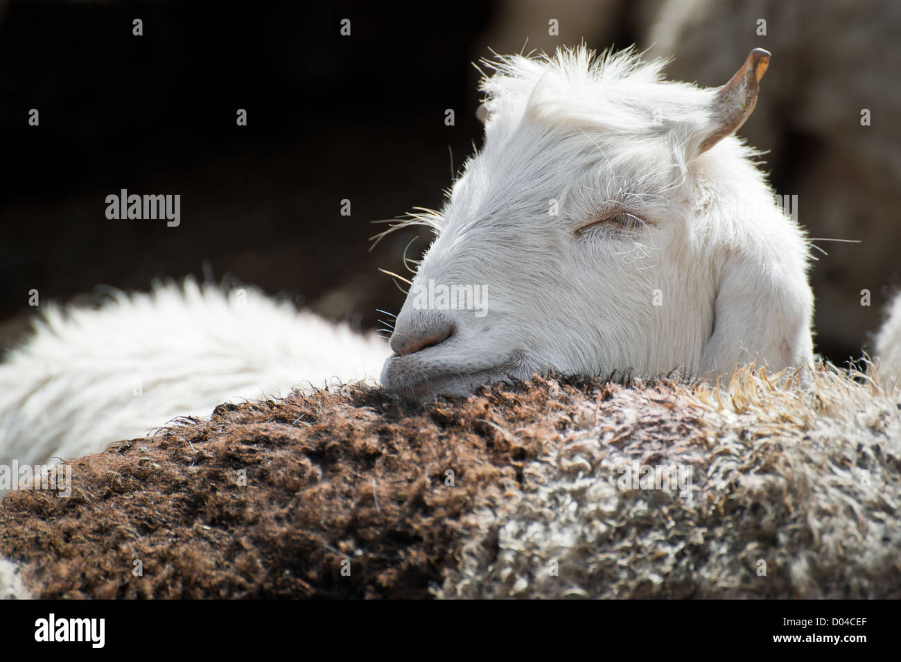 Bianco (Kashmir) pashmina capra da indiano highland farm in Ladakh Foto Stock