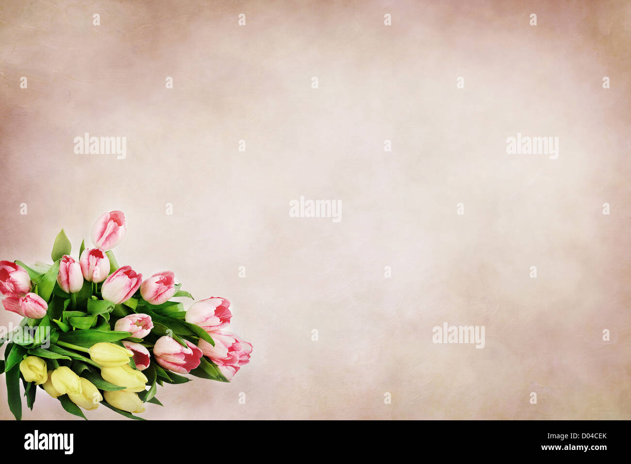 Bellissimi i tulipani contro un sfondo morbido con una stanza per il testo Foto Stock