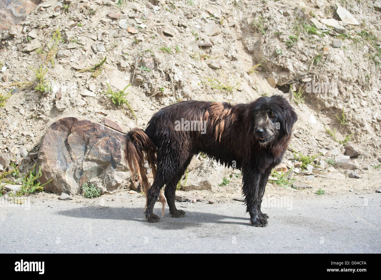 L'Himalayan imbrancandosi cane da Lahoul Valley conduce capra e pecora gregge Foto Stock