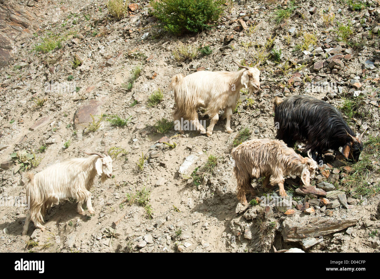 Allevamento del kashmir (pashmina) caprini da indiano highland farm in Ladakh Foto Stock