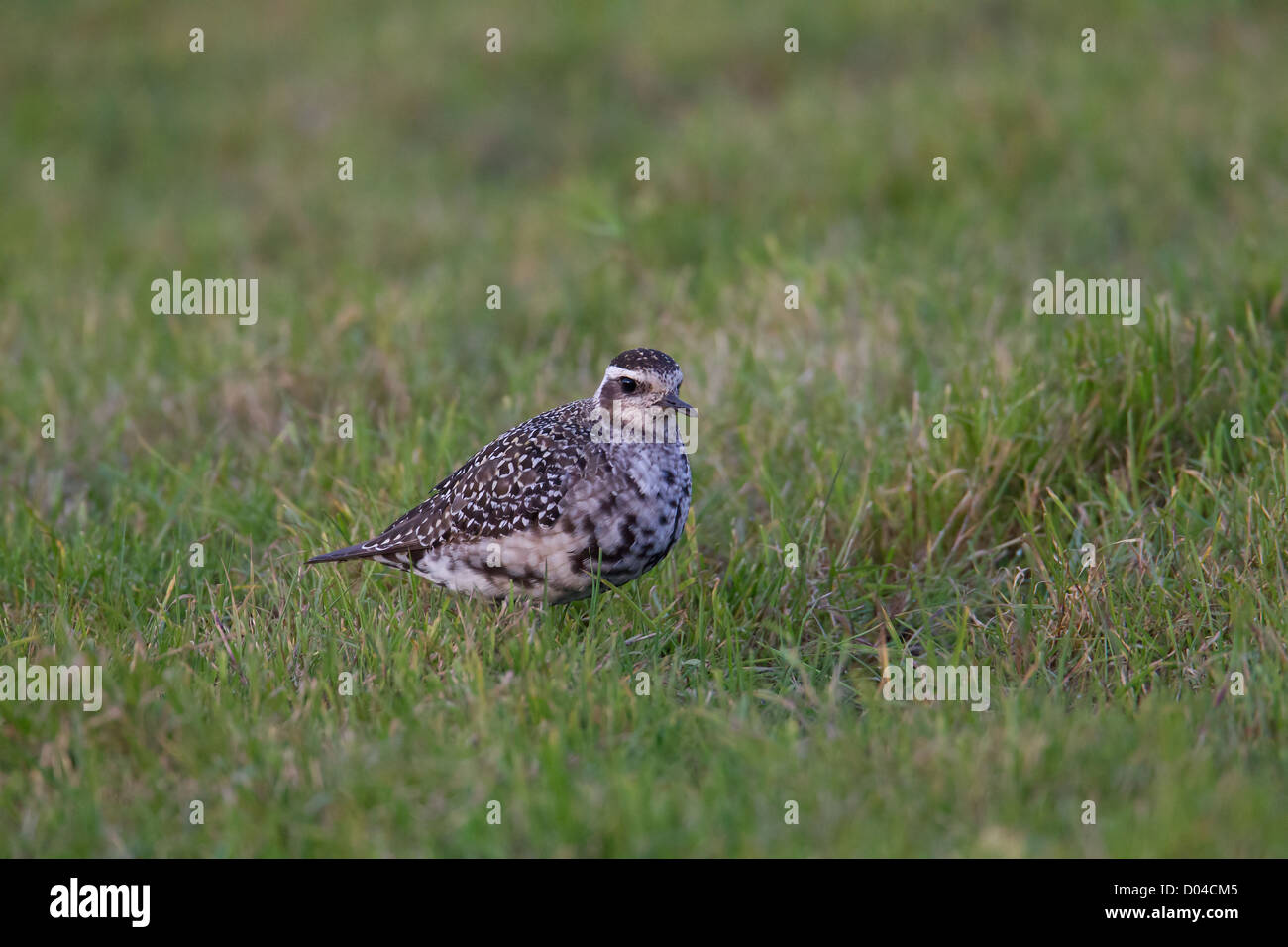 American Golden Plover (adulti) Pluvialis dominica Shetland, Scotland, Regno Unito Foto Stock