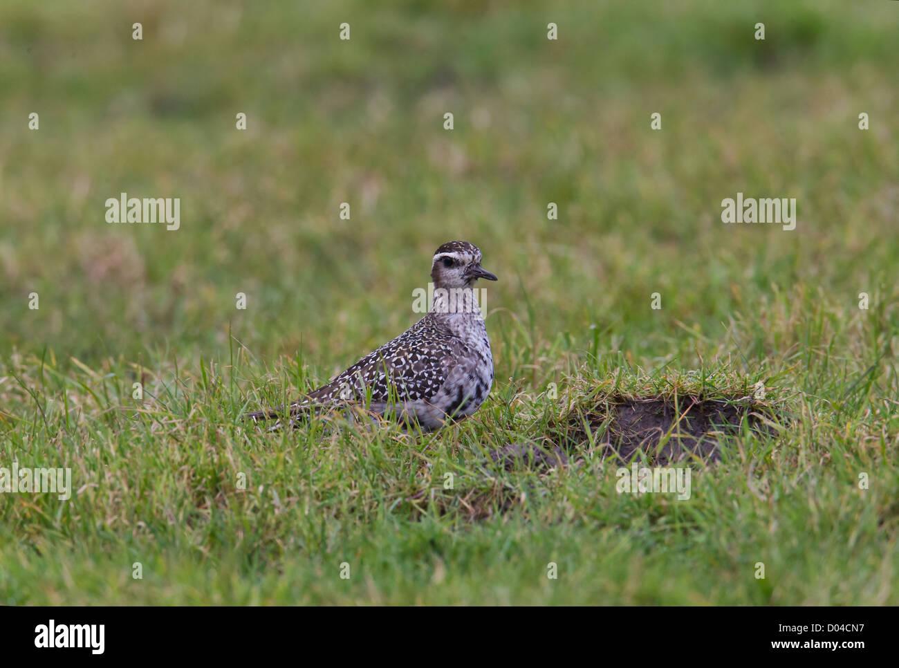 American Golden Plover (adulti) Pluvialis dominica Shetland, Scotland, Regno Unito Foto Stock