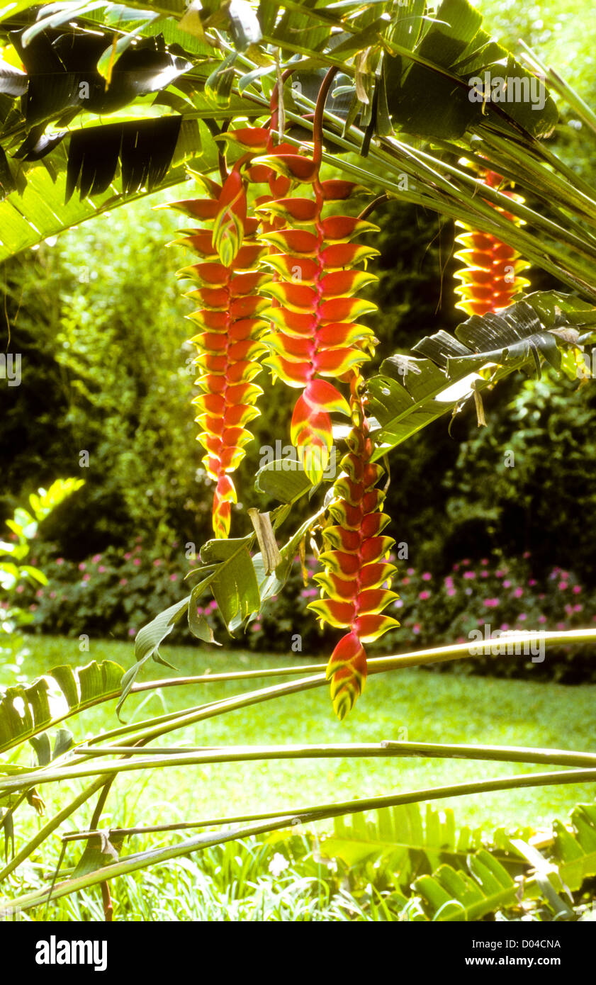 San Jose 07-1998 Digital Slide conversioni,Giardino,sulle montagne circostanti,San Jose, Costa Rica,America del Sud Foto Stock