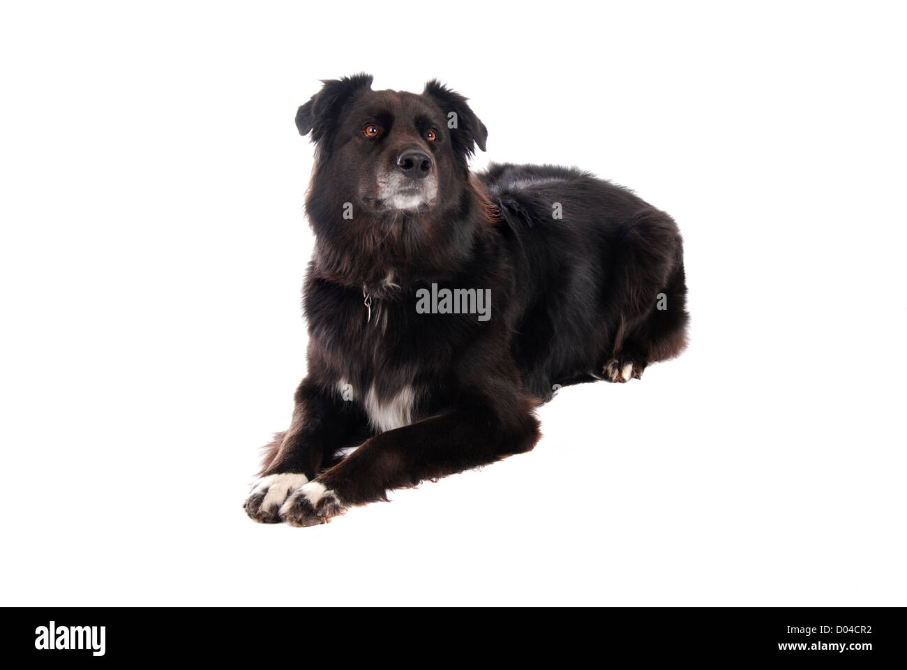 Un cane nero che stabilisce Foto Stock