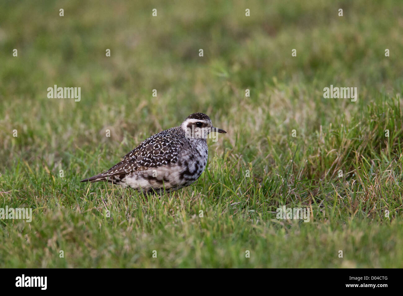 American Golden Plover (adulti) Pluvialis dominica Shetland, Scotland, Regno Unito Foto Stock