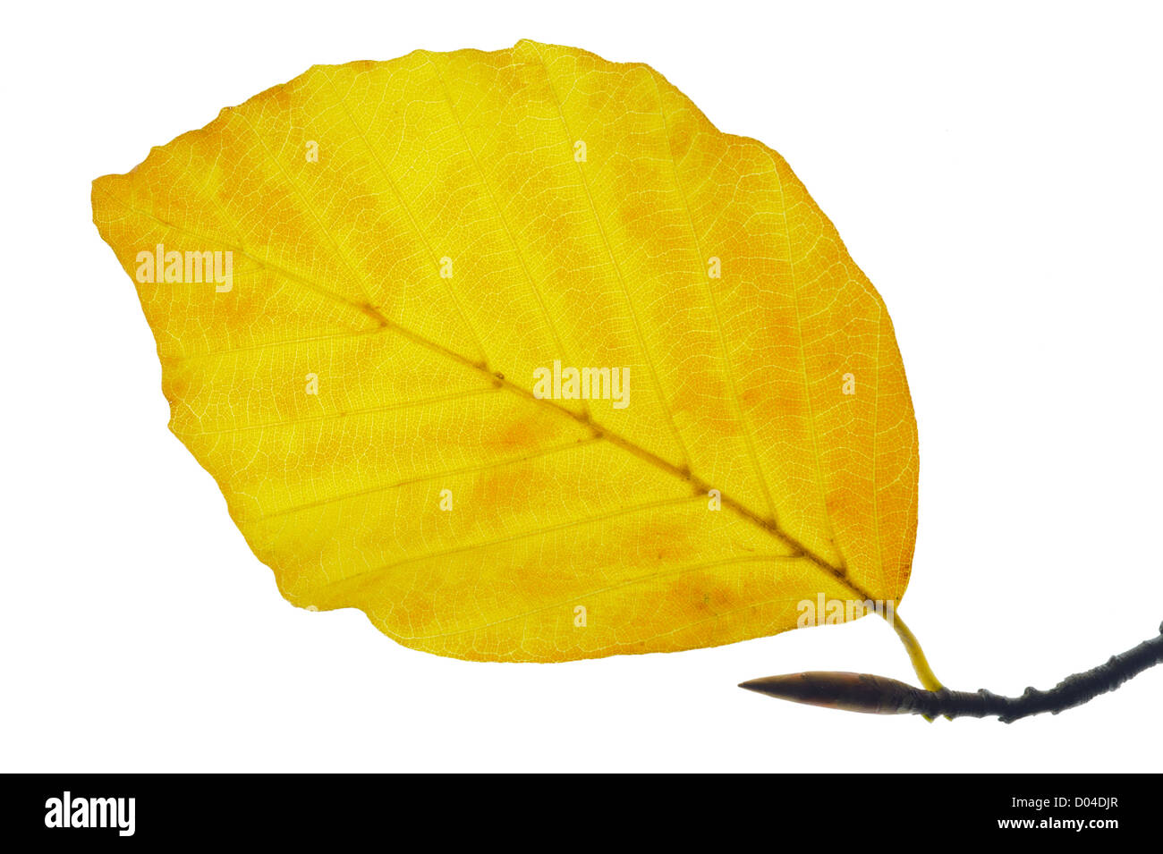 Foglia di faggio in autunno Foto Stock