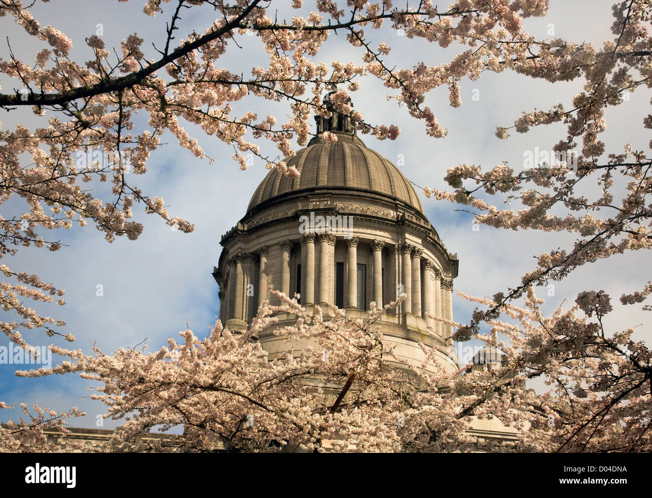 WA06444-00...WASHINGTON - gli alberi di ciliegio in fiore lo stato edificio legislativo presso la capitale dello stato di Olympia. Foto Stock