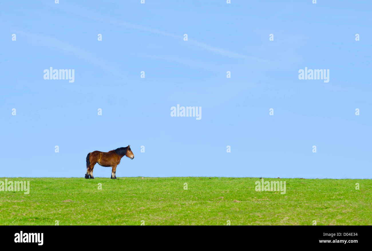 Un cavallo isolato in un prato verde Foto Stock