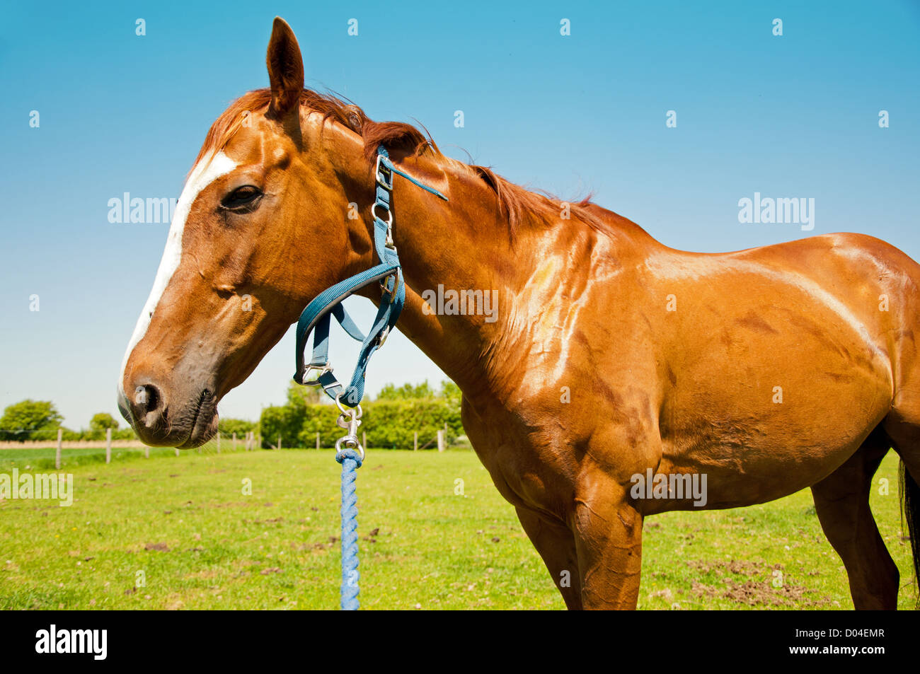 Testa e corpo ritratto di un cavallo in una giornata di sole. Cavallo è collegato su una testa blu bridal. Cavallo è castagno con white Foto Stock