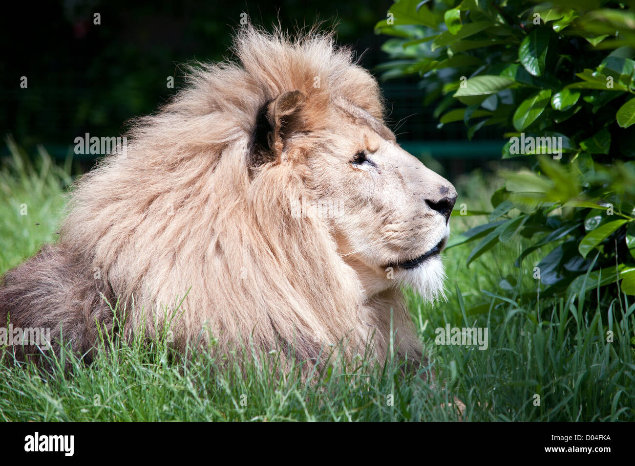 Leone maschio ensoleillement se stesso nelle praterie. Immagine è costituita da una stretta su ritratto del volto e la criniera. Foto Stock