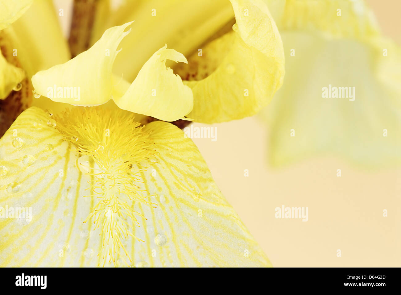 Macro estreme di un bel giallo barbuto Iris fiore. Foto Stock