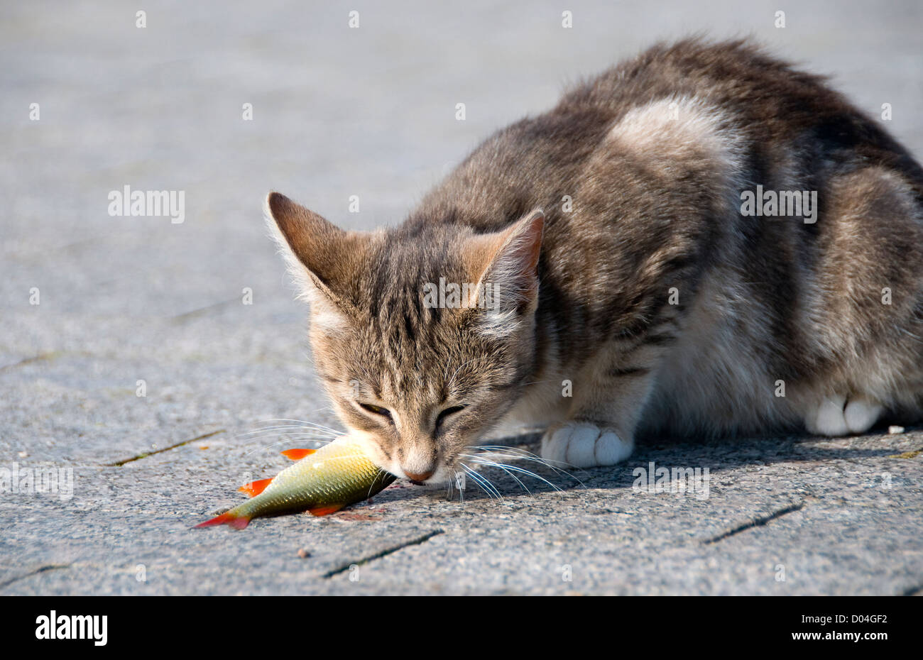 Il gatto mangia pesce Foto Stock