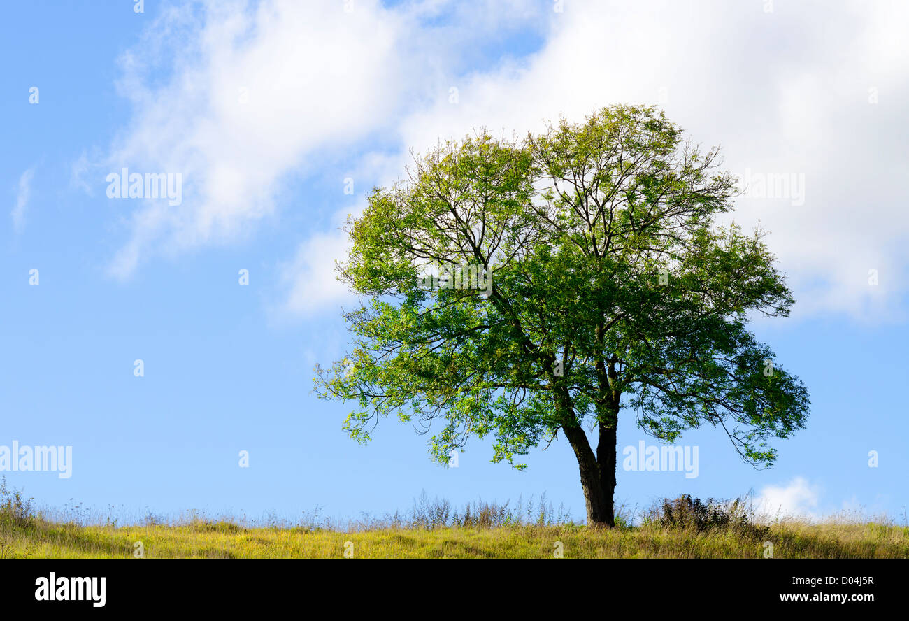 Un albero isolato in un prato Foto Stock
