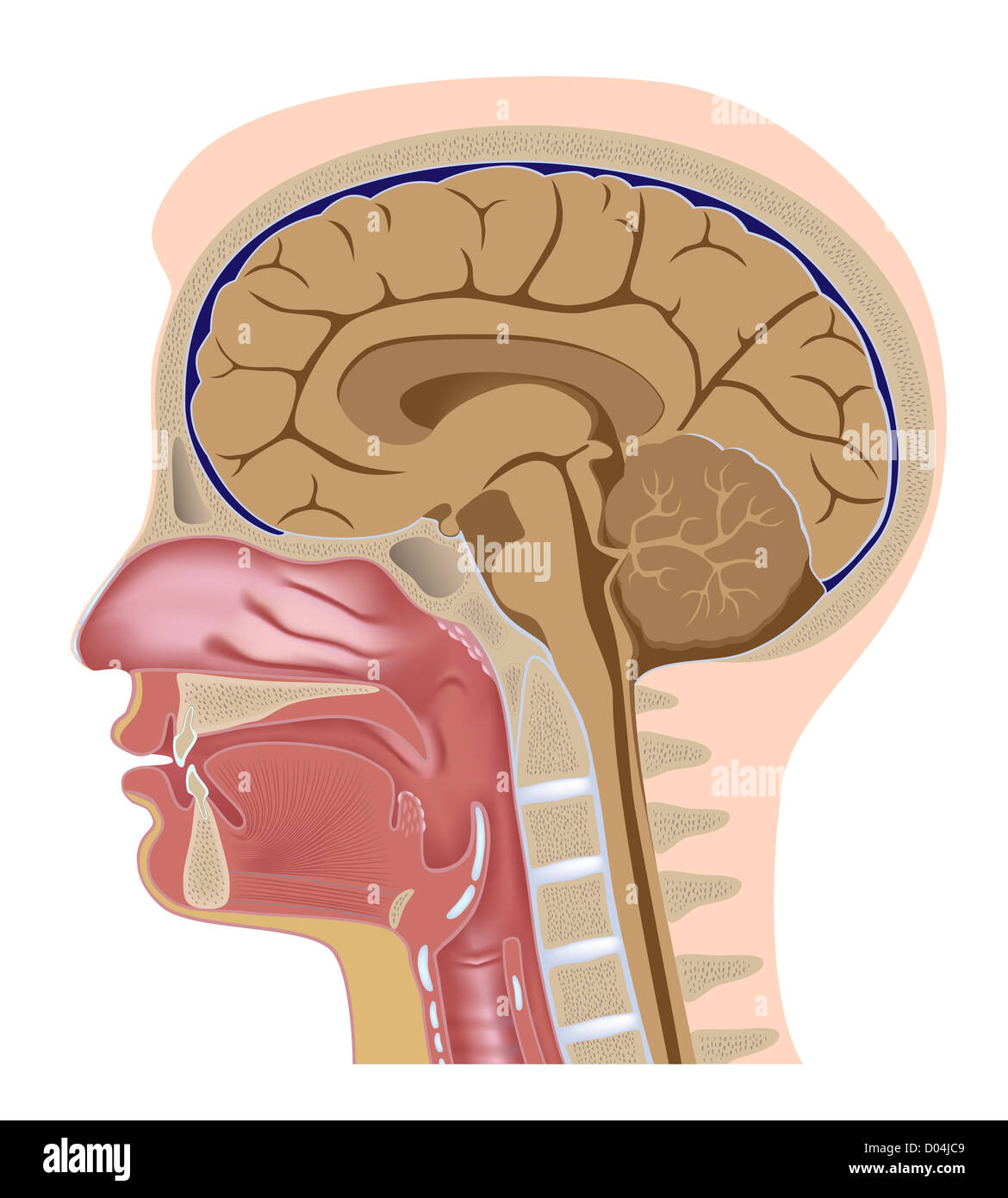 La sezione mediana della testa umana Foto Stock