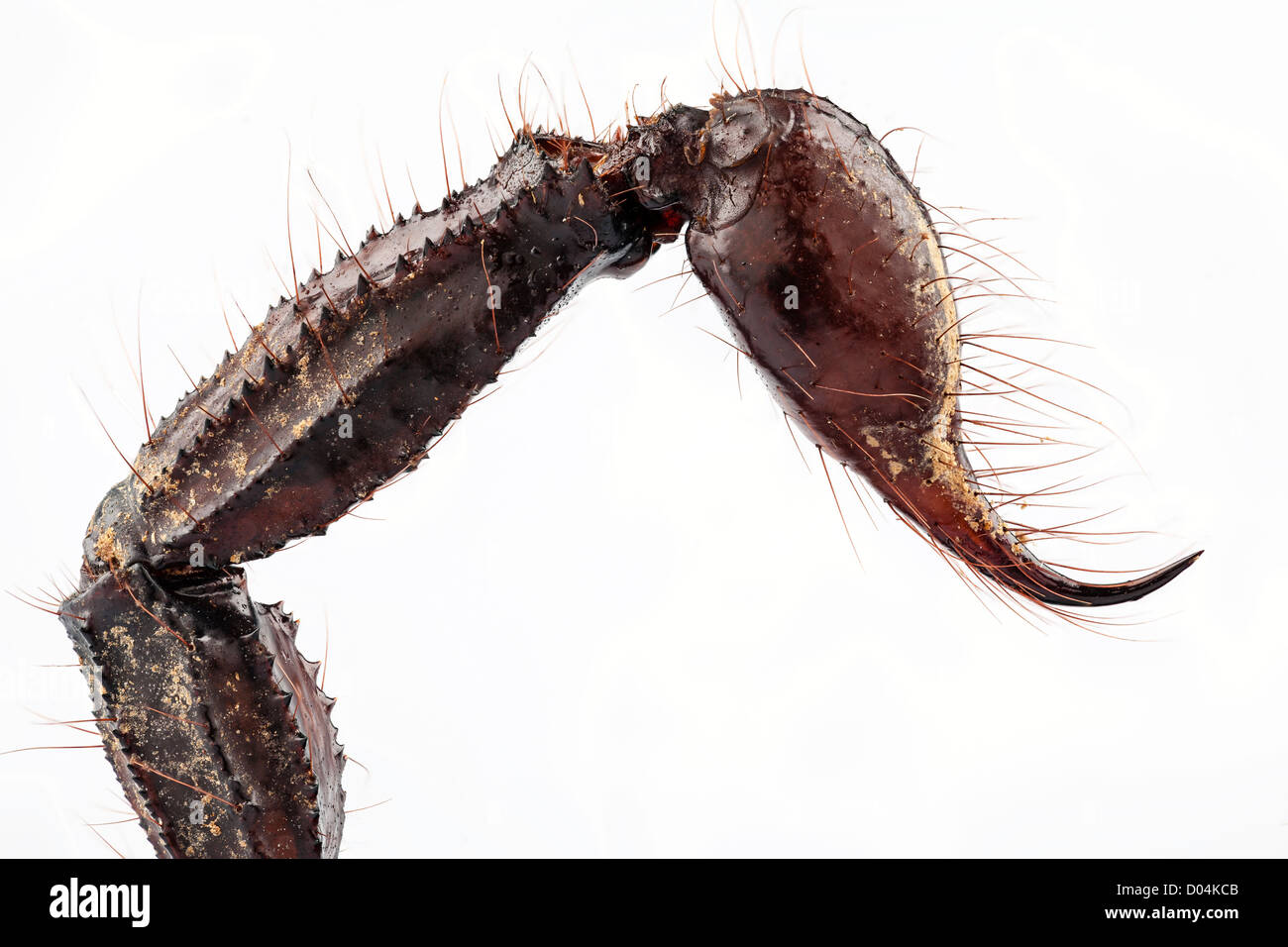 Pungiglione di scorpione nero specie palamnaeus fulvipes dalla Malaysia isolati su sfondo bianco Foto Stock