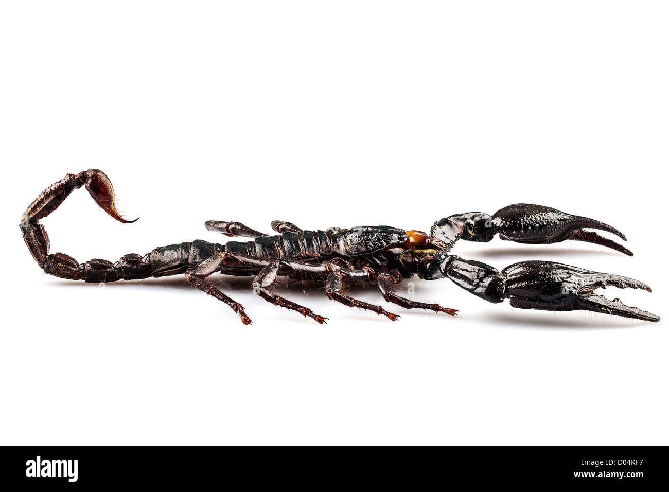 Scorpione nero specie palamnaeus fulvipes Foto Stock