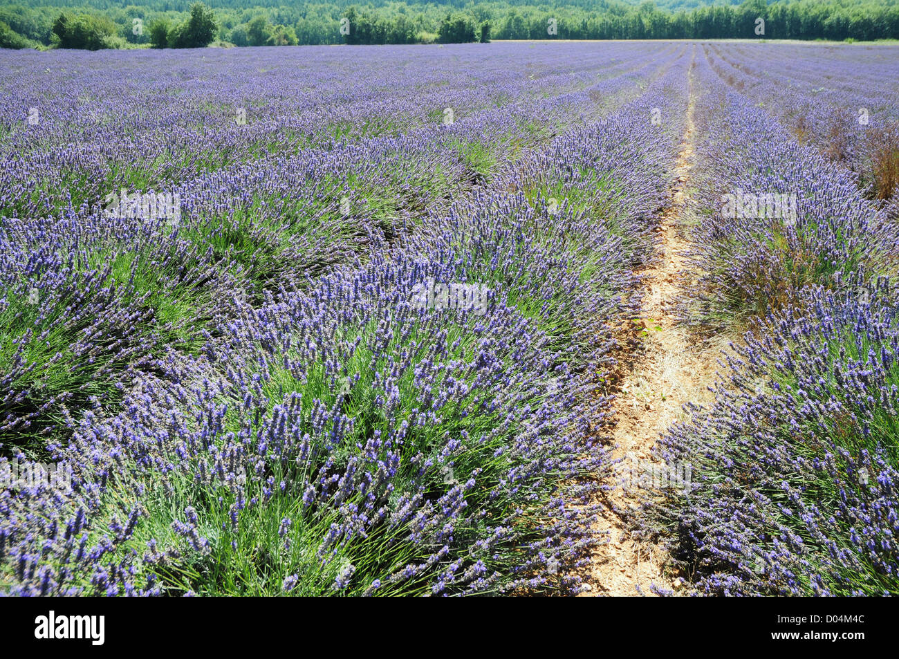 Vero e proprio campo di lavanda in Provenza Alpi Costa Azzurra regione in Francia Foto Stock