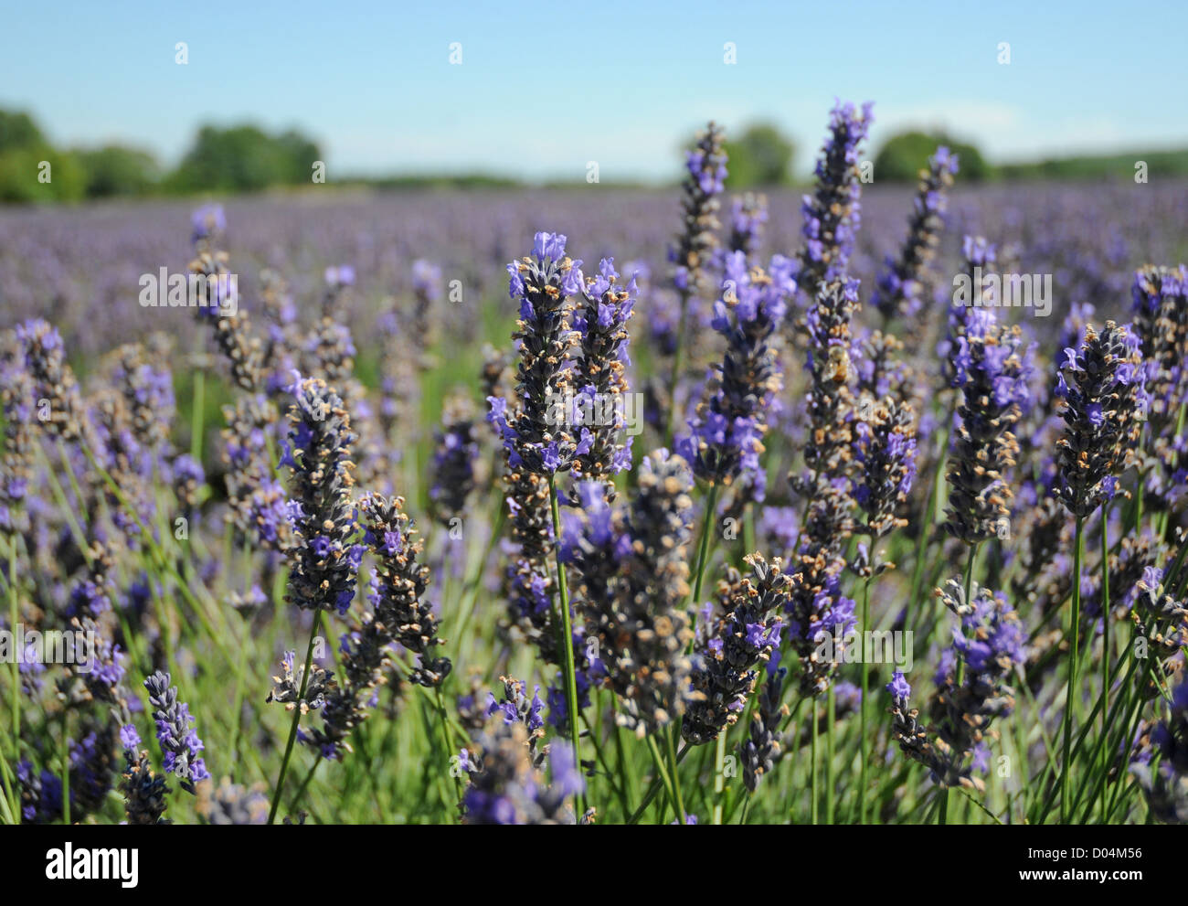 Vero e proprio campo di lavanda in Provenza Alpi Costa Azzurra regione in Francia Foto Stock