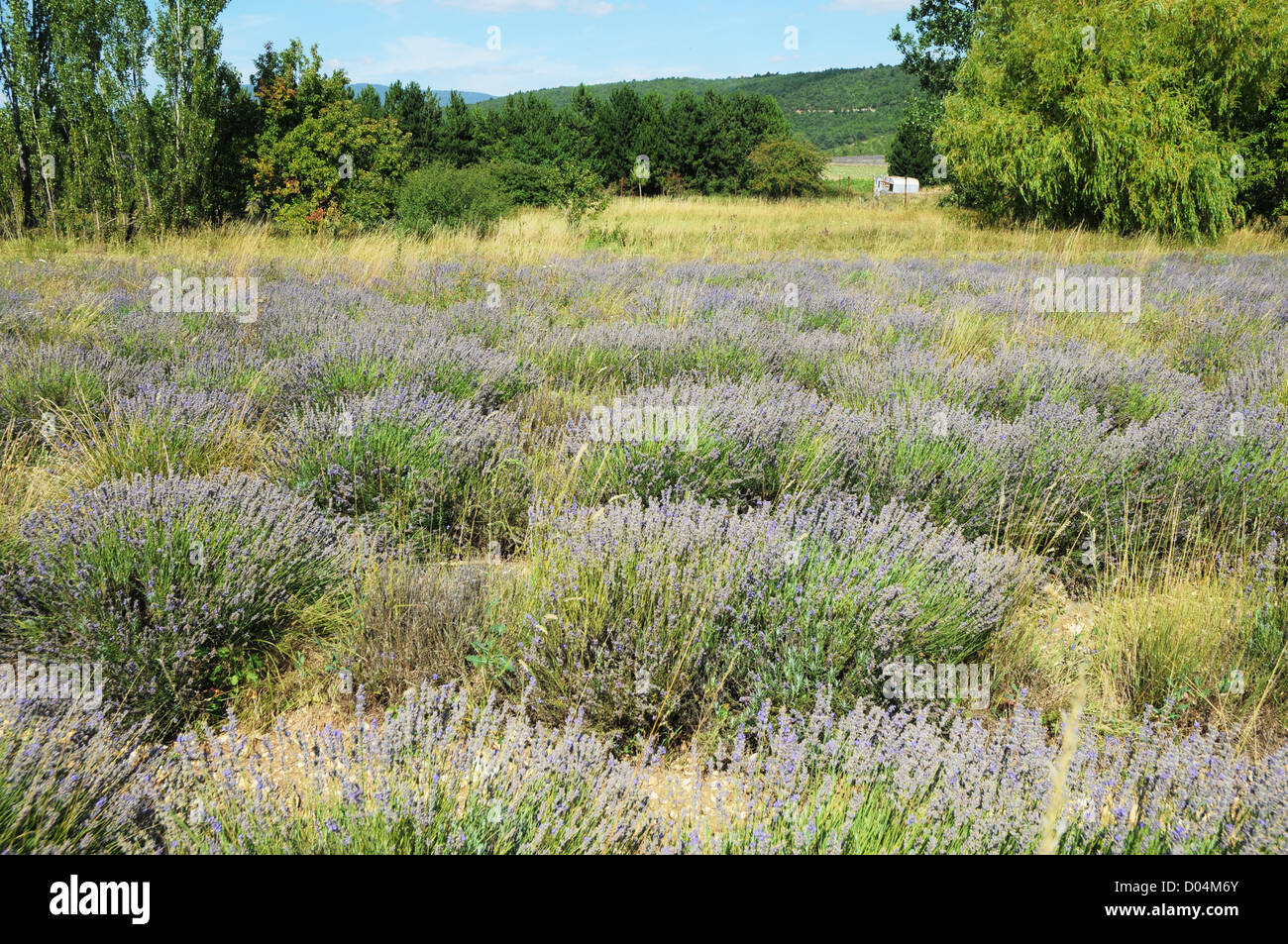 Campo di lavanda in Provenza, Francia Foto Stock