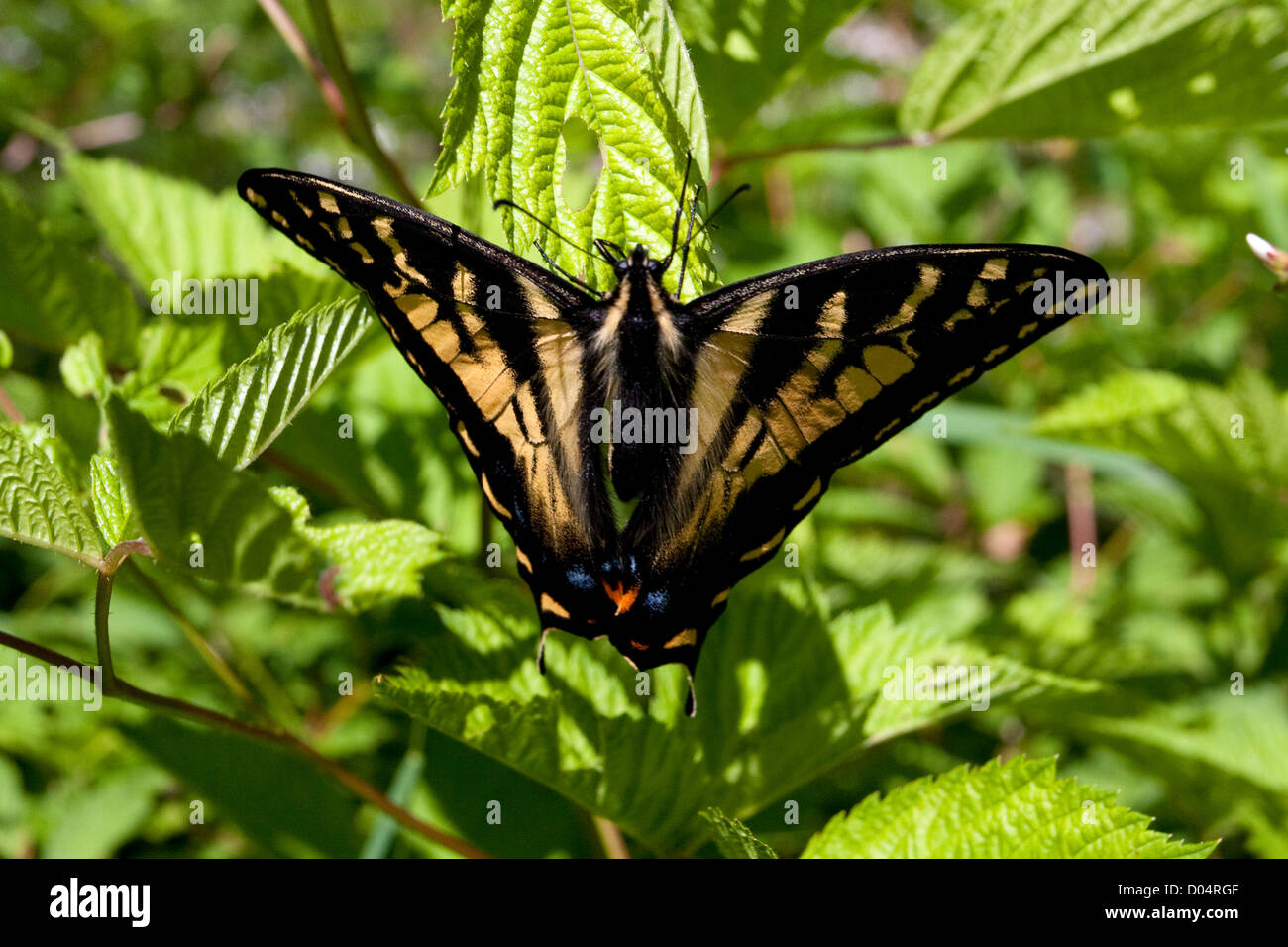 Western Tiger coda forcuta (Papilio rutulus) farfalla su bush vicino al lago Quinault, il Parco Nazionale di Olympic, Washington, Stati Uniti d'America in luglio Foto Stock